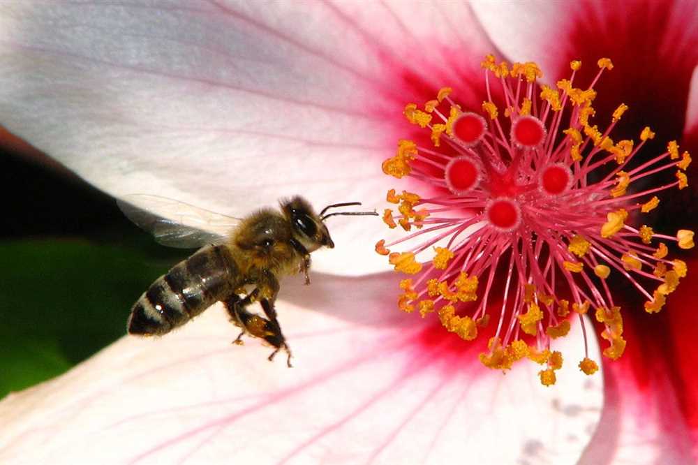 Pollinatörernas betydelse för växtlighet
