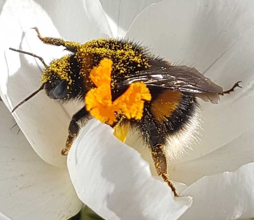 Effekterna av humlor och bins försvinnande